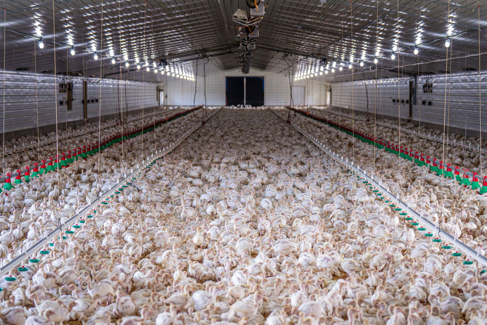 Poultry India 2026